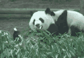 [pandas-picture]